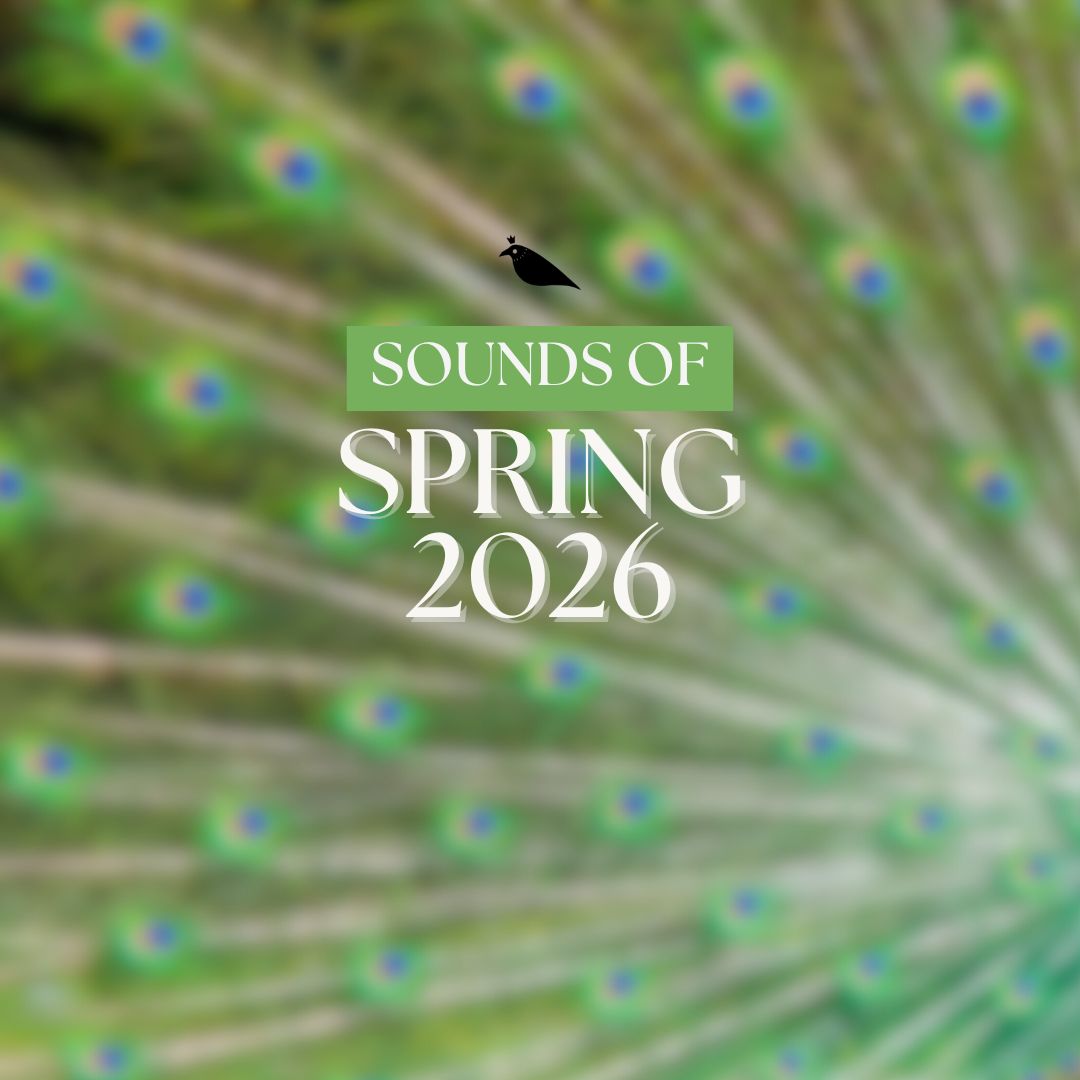 Black Raven Sounds of Spring 2026