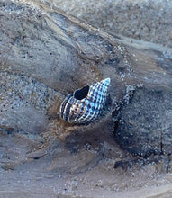 Load image into Gallery viewer, True Shell