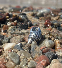 Load image into Gallery viewer, True Shell