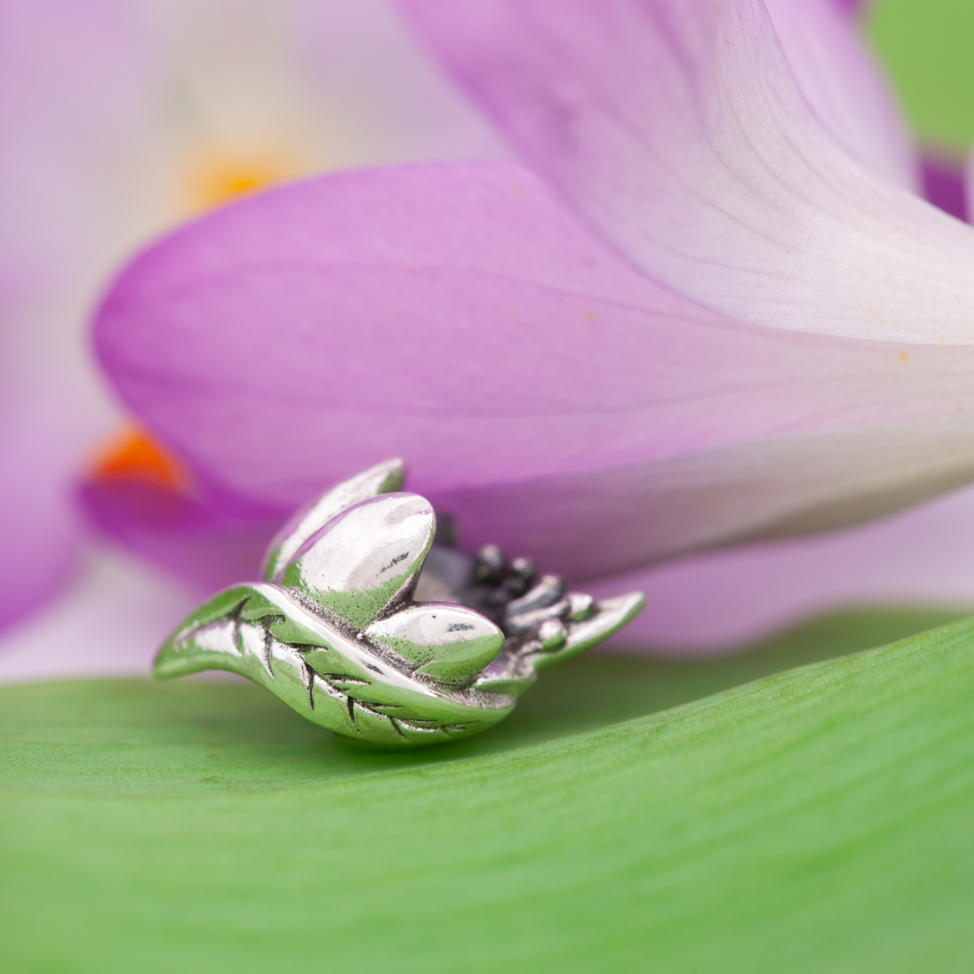 Rebirth Crocus