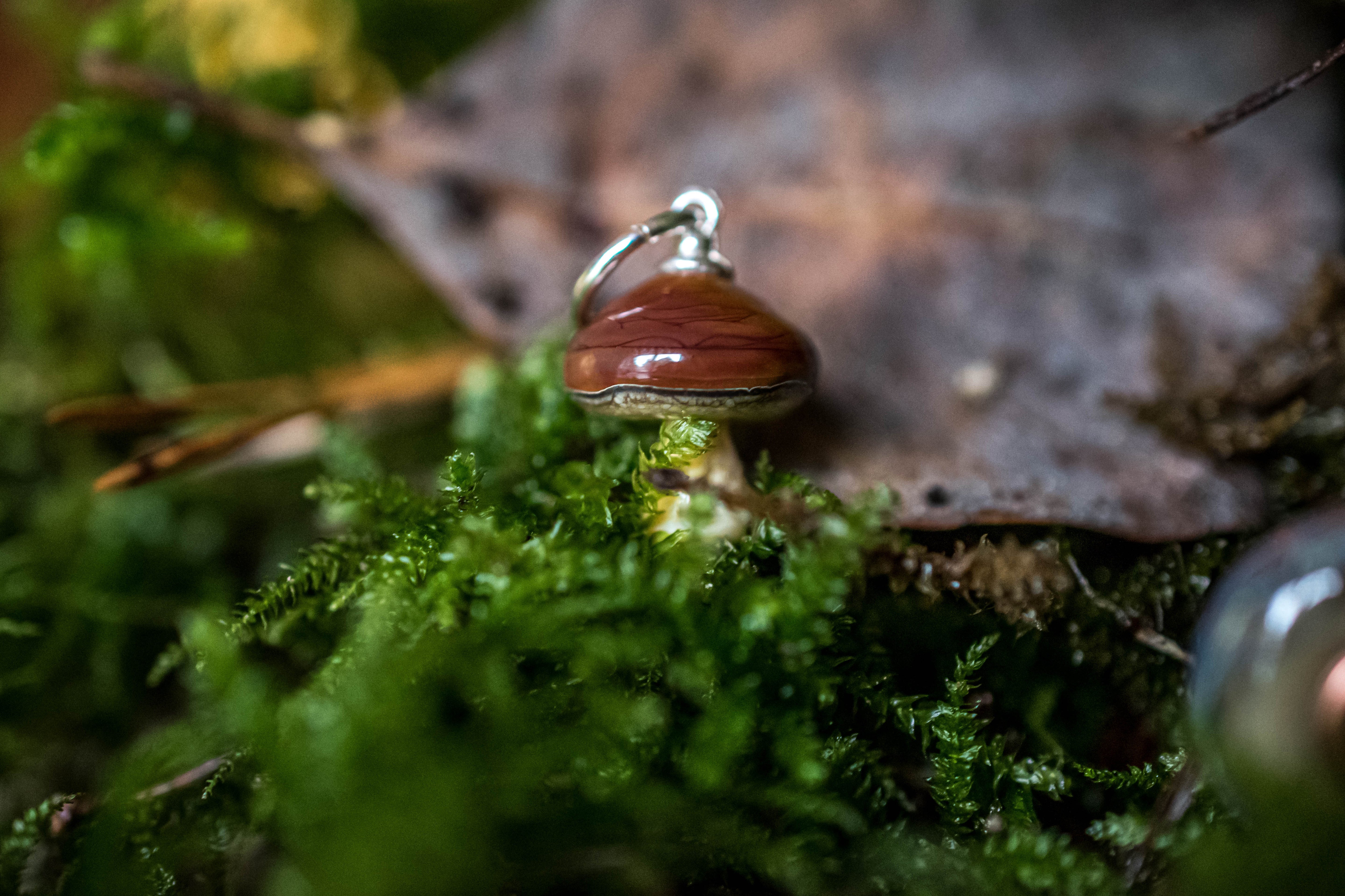 Boletus Edulis Dangle