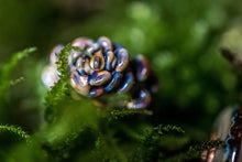 Load image into Gallery viewer, Fomitopsis Pinicola - Preorder
