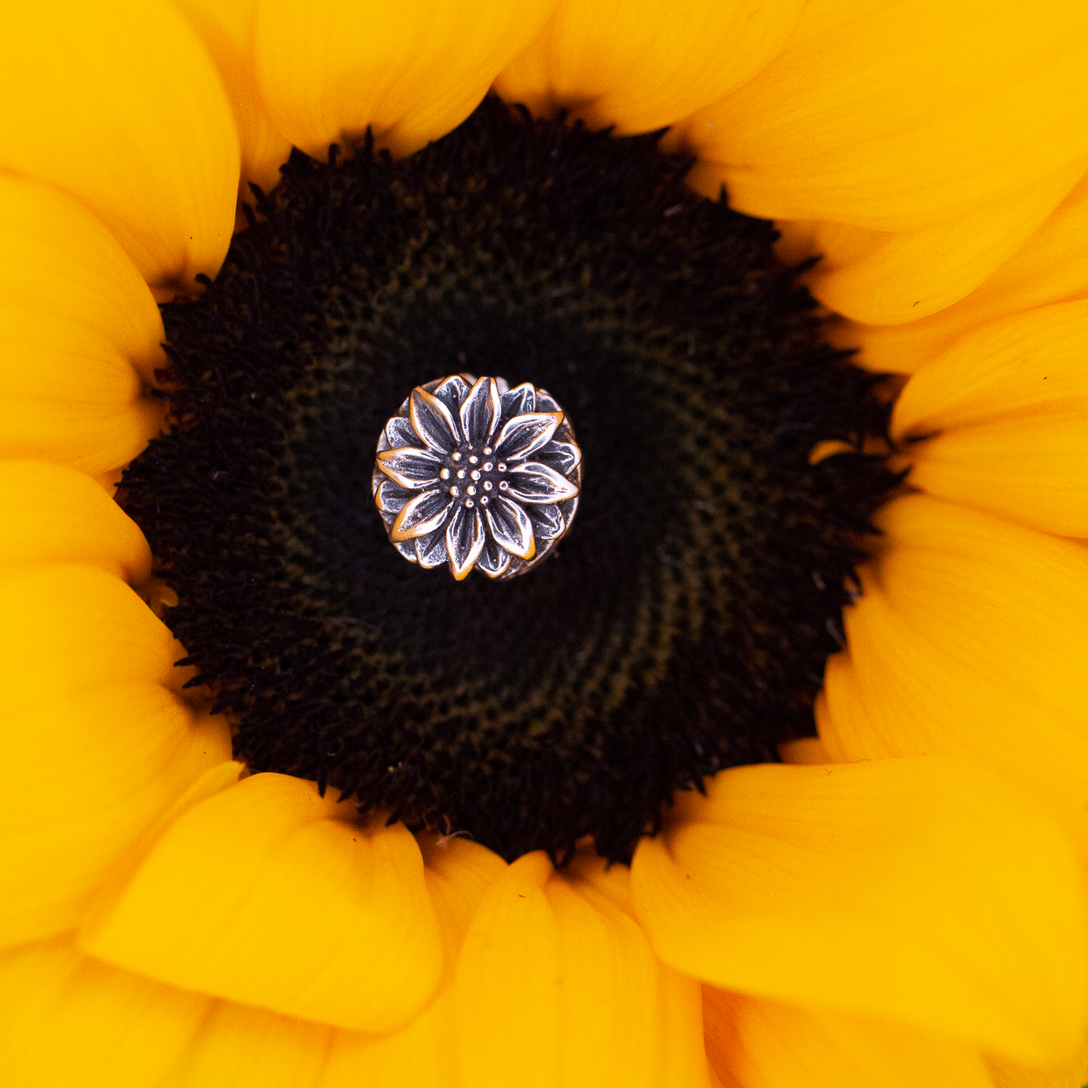 Sunflower Joy
