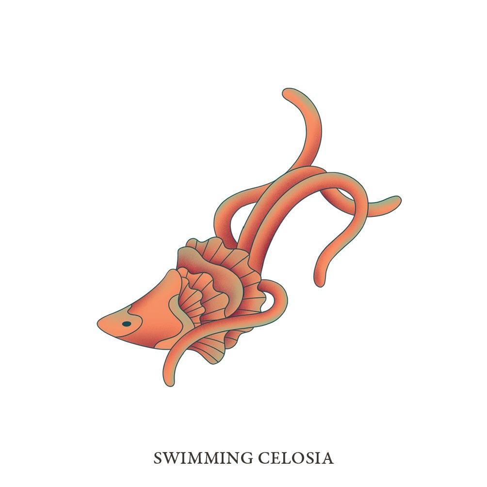 Swimming Celosia